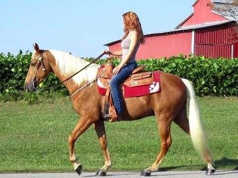 Gaited Horse- Walk