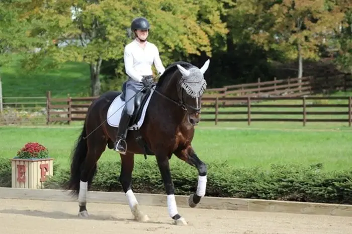 Gaited Horse- canter
