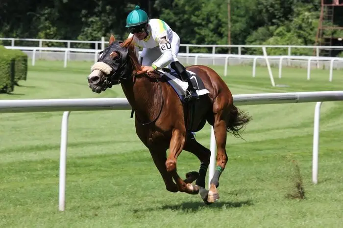 Gaited Horses- Gallop