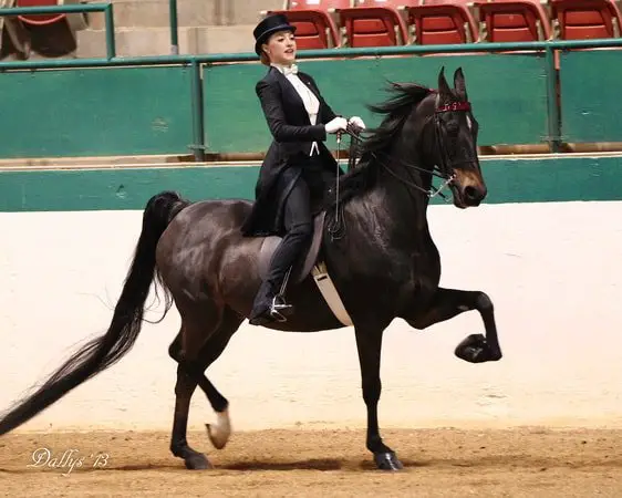 Gaited Horses- The Rack