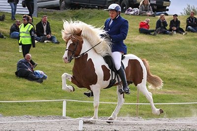 Gaited Horses- The Tolt