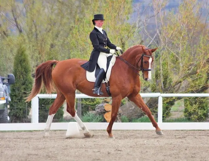 Gaited Horses- Trot