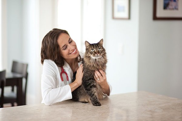 General cat Care- Visit To Your Vet