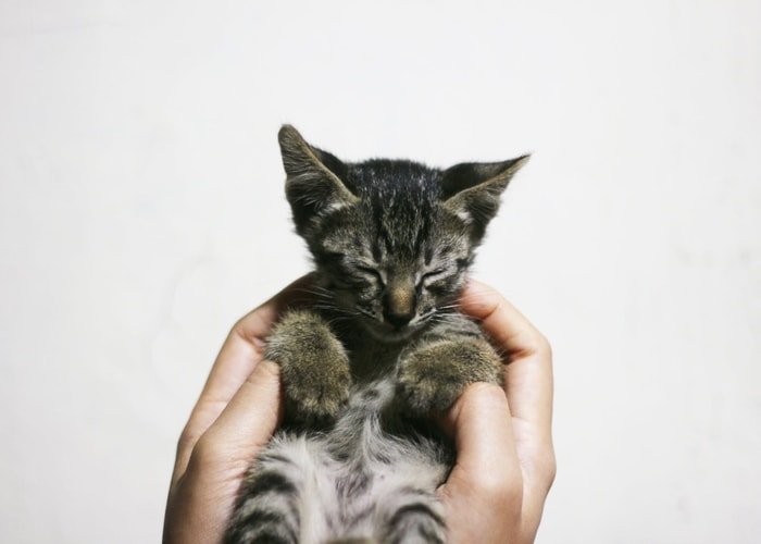 Handling of Cat with Soft Hand