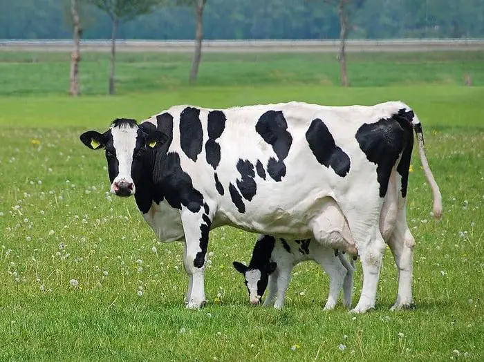 Holstein Friesian Cow