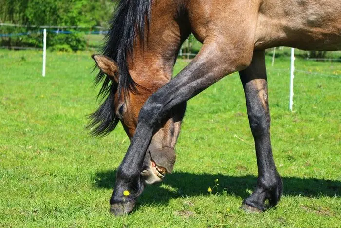 Horse In Stress Kicking By Legs