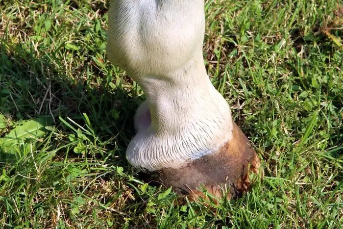 Hygroma in Horse Hoof