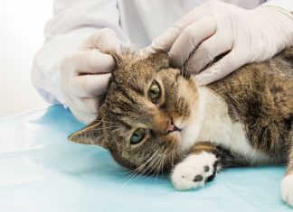 Inspection of Cat Ear Mites