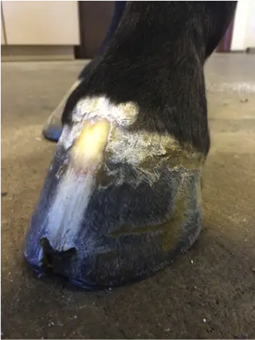 Keratoma in Horse Hoof