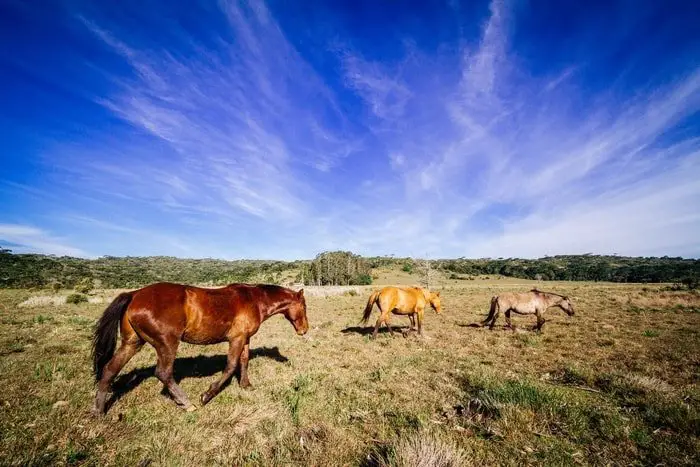 Long Walking in Unknown Trail- A Predisposing Cause of Equine Laminitis