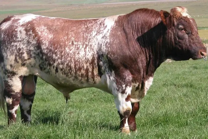 Milking Shorthorn Bull