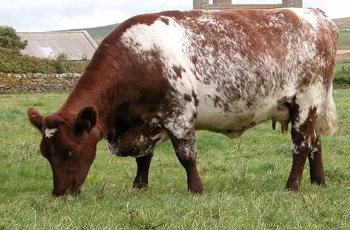 Milking Shorthorn Cow