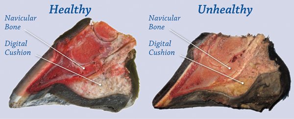 Navicular Disease of Horse Hoof