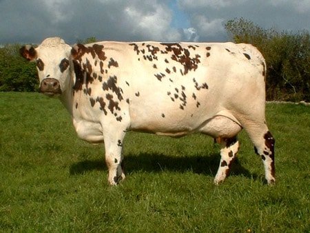 Normandy Cow