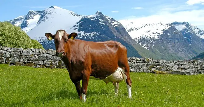 Norwegian Red Cow