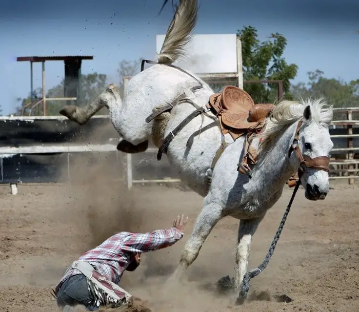 Over Exercise of Horses Lead To Stress