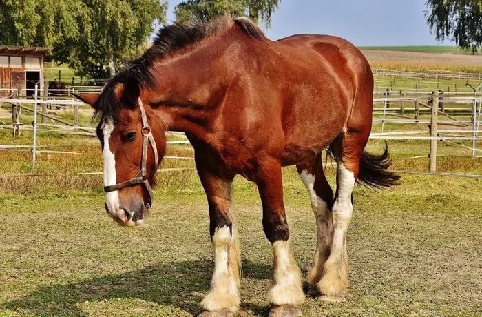 Pain In Horse Leg- Signs of Laminitis
