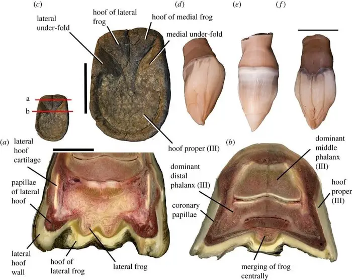 Parts of Healthy Horse Hoof