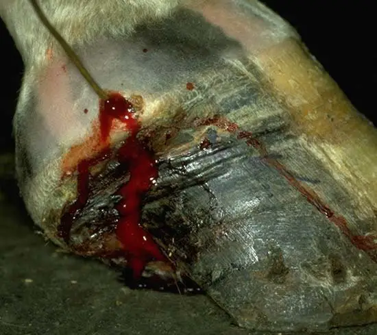 Quittor in Horse Hoof