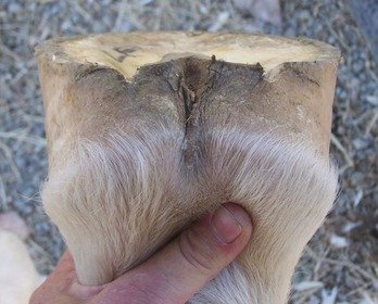 Sheared Heels and Quarters in Horse Hoof