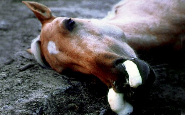 Signs Of African Horse Sickness