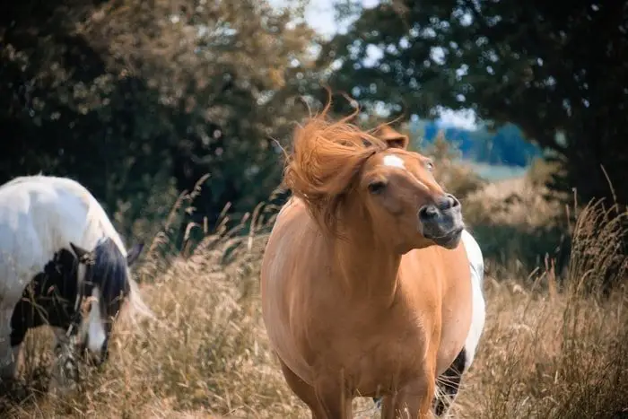 Signs of Stressed Horse