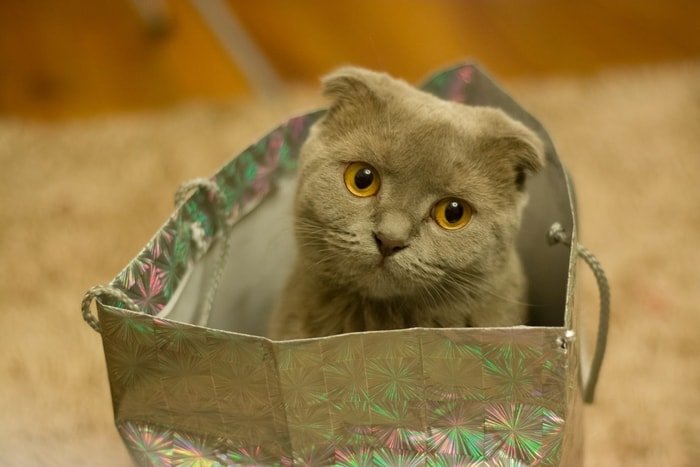 Transportation of Cat in a Comfortable Bag