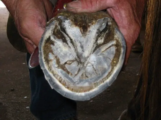 White Line Disease in Horse Hoof