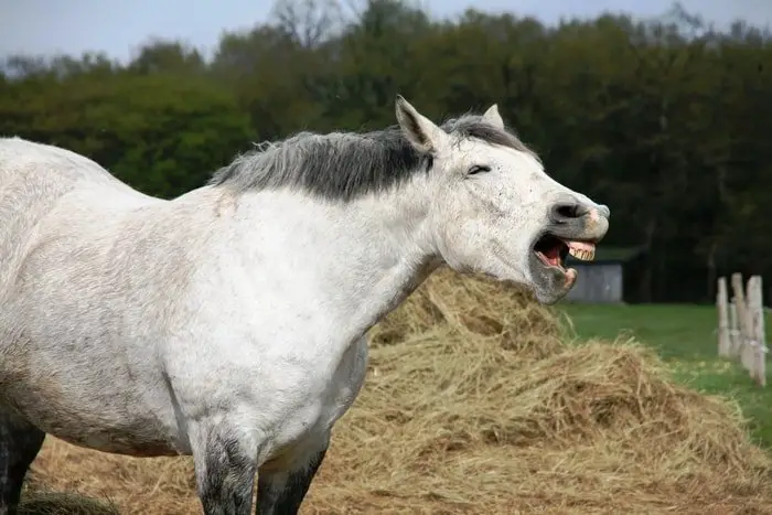 Yawing Of Horse Due To Stress