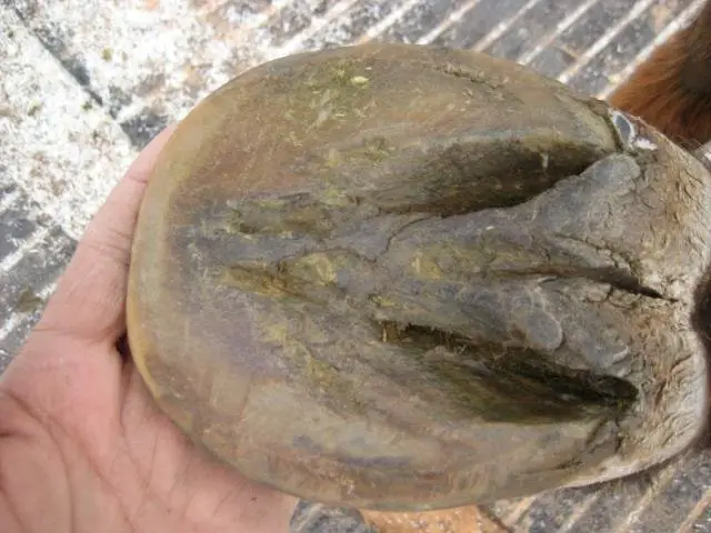 Abscess in Horse Hoof