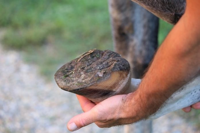 Horse Hoof Diseases