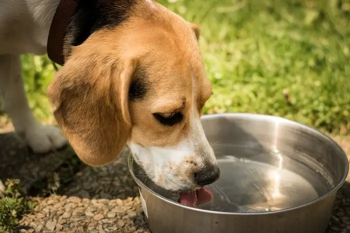 Adequate Water Suppliments- Dog Care