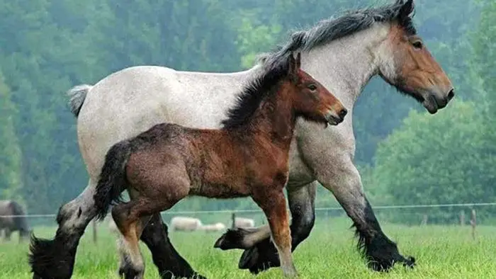 Belgian Horse Breeds