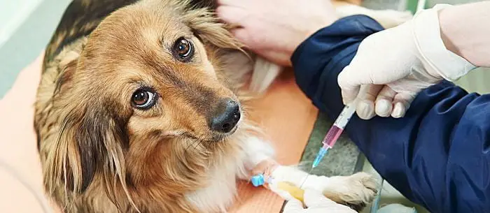 Canine Distemper Vaccination