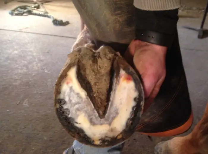 Corn in Horse Hoof