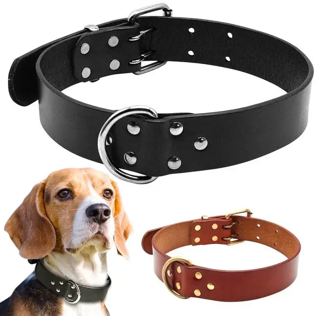 Dog Care- Dog Collar