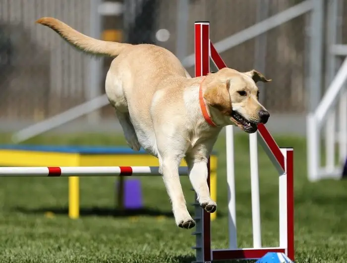 Dog Care- Exercise with Dog