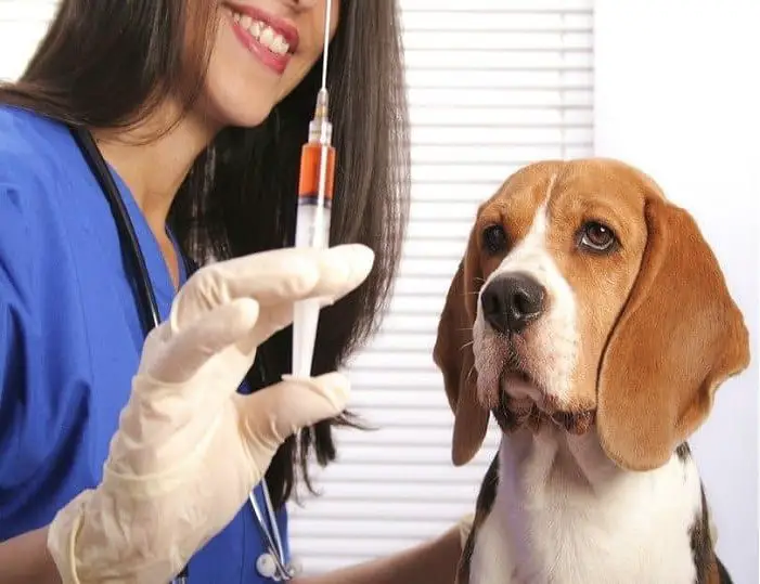 Dog Care- Vaccination