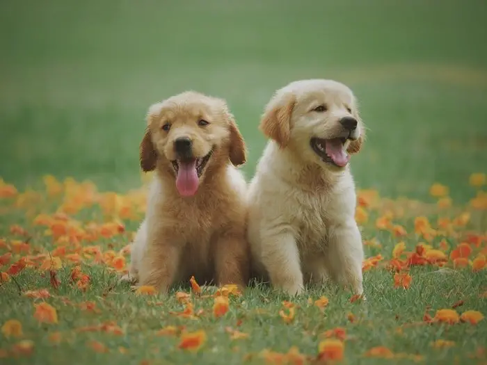 Dog Proffing A Garden