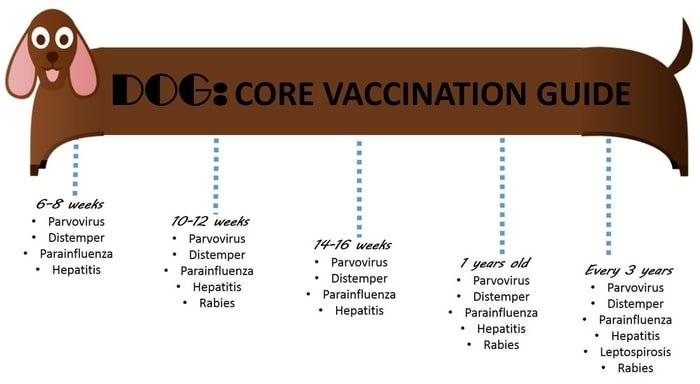 Dog Vaccination Guide