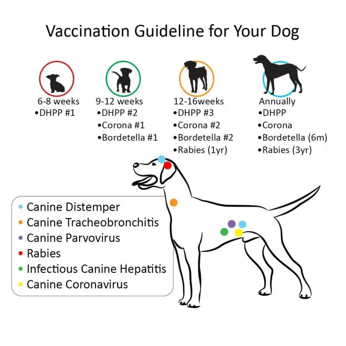 Dog Vaccination Guideline