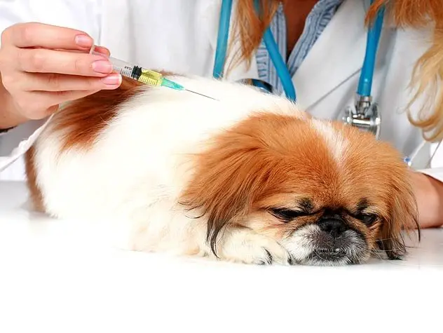 Dog Vaccination Site
