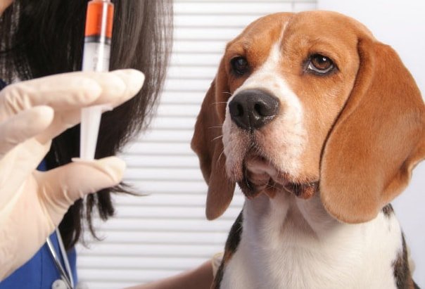 Dog Vaccination