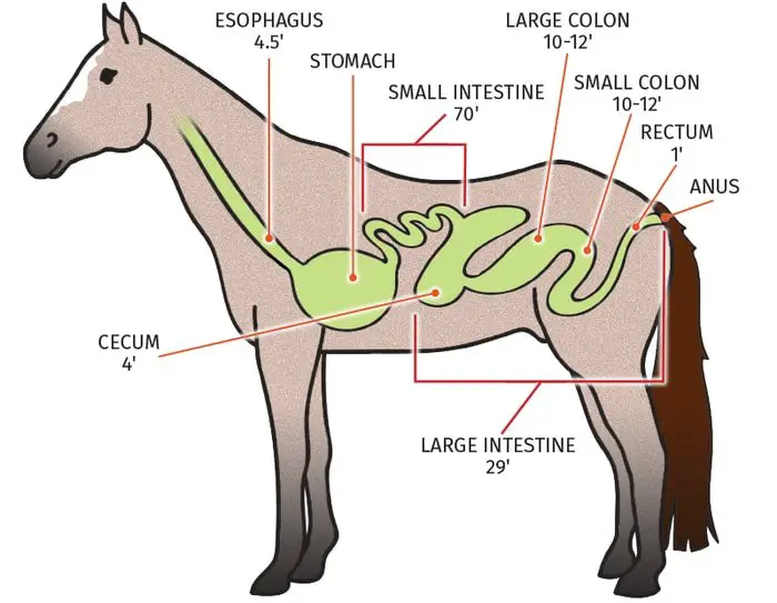 Equine Digestive System