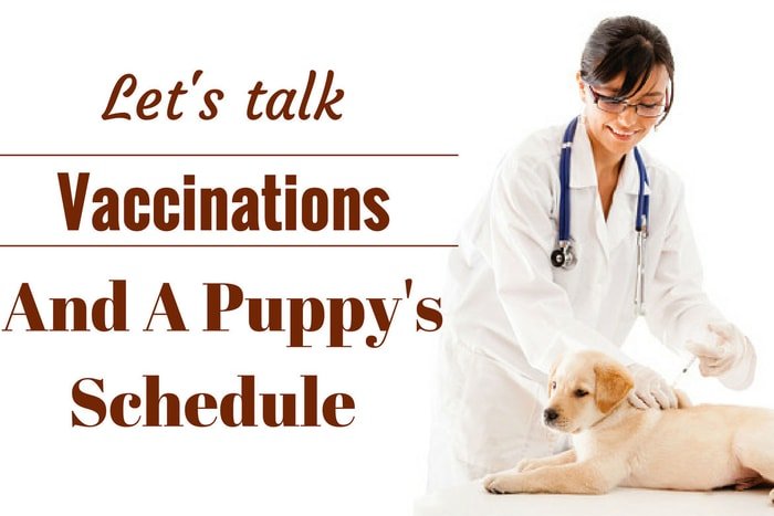 Handling of Dog During Vaccination