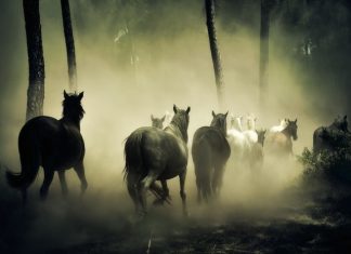 Horse Behavior- Horses are Staying in Group