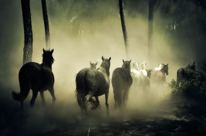 Horse Behavior- Horses are Staying in Group