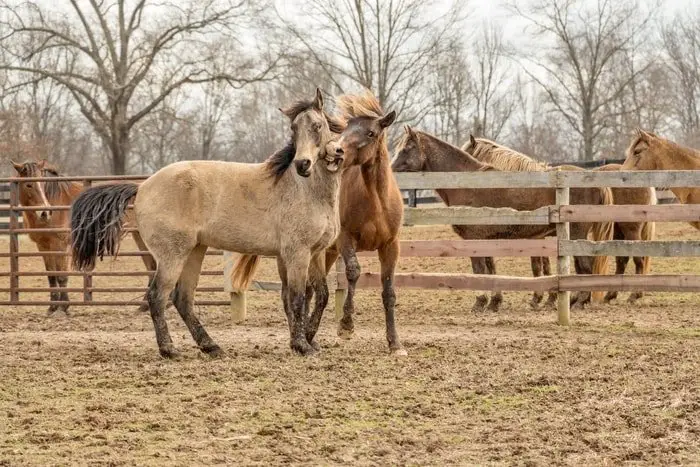 Horse Behavior Mare