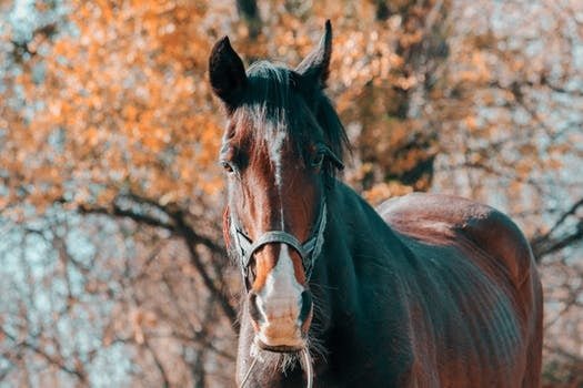 Horse Behavior -Sight of Horse