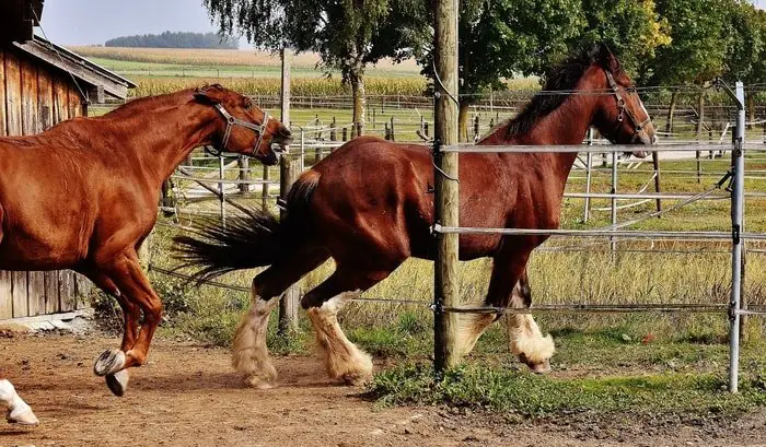 Horse Behavior- Stallion